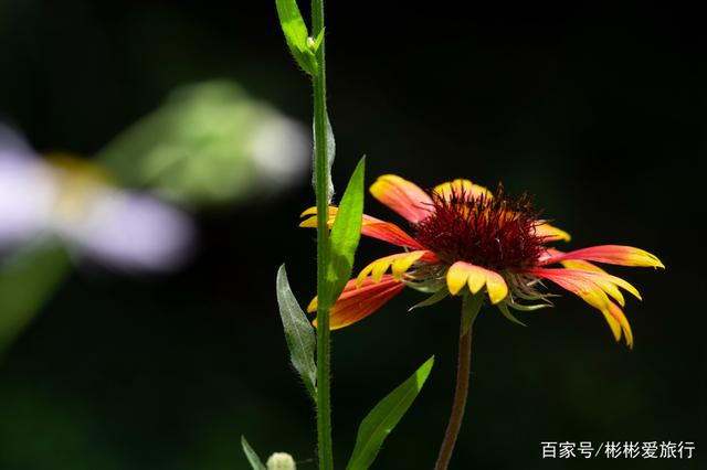 走进这里 你就是我眼中最美的一道风景 江夏环山绿道