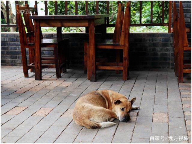 走进武汉江夏小朱湾，感受美丽村落春之魅力和文化品位