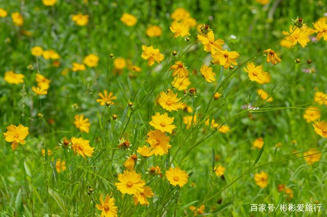 走进这里 你就是我眼中最美的一道风景 江夏环山绿道