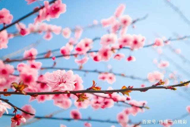 江夏这几个地方的油菜花开了，真美啊！附赏花指南