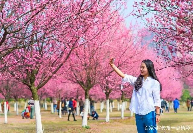 江夏这几个地方的油菜花开了，真美啊！附赏花指南