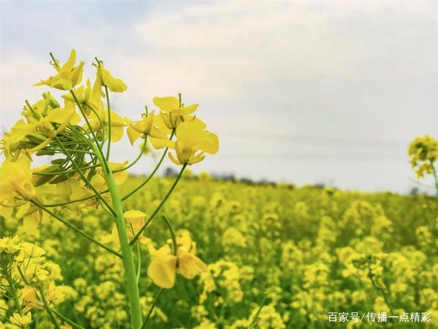 江夏这几个地方的油菜花开了，真美啊！附赏花指南