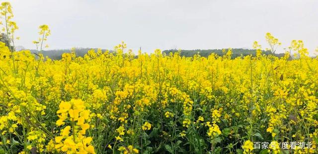 “三月花正开，江夏等你来”|这个三月，江夏成了花的海洋