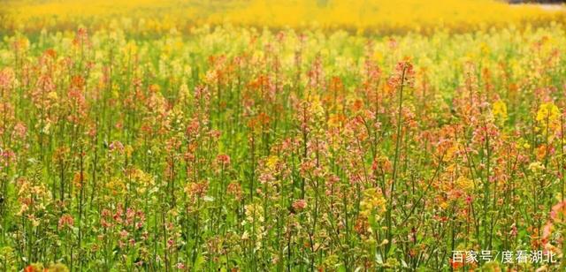 “三月花正开，江夏等你来”|这个三月，江夏成了花的海洋