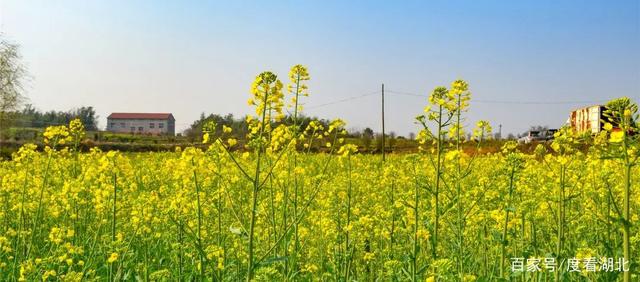 “三月花正开，江夏等你来”|这个三月，江夏成了花的海洋