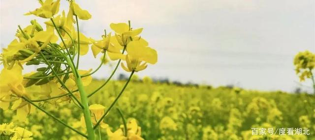 “三月花正开，江夏等你来”|这个三月，江夏成了花的海洋