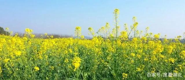 “三月花正开，江夏等你来”|这个三月，江夏成了花的海洋