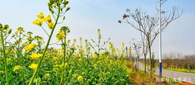 “三月花正开，江夏等你来”|这个三月，江夏成了花的海洋