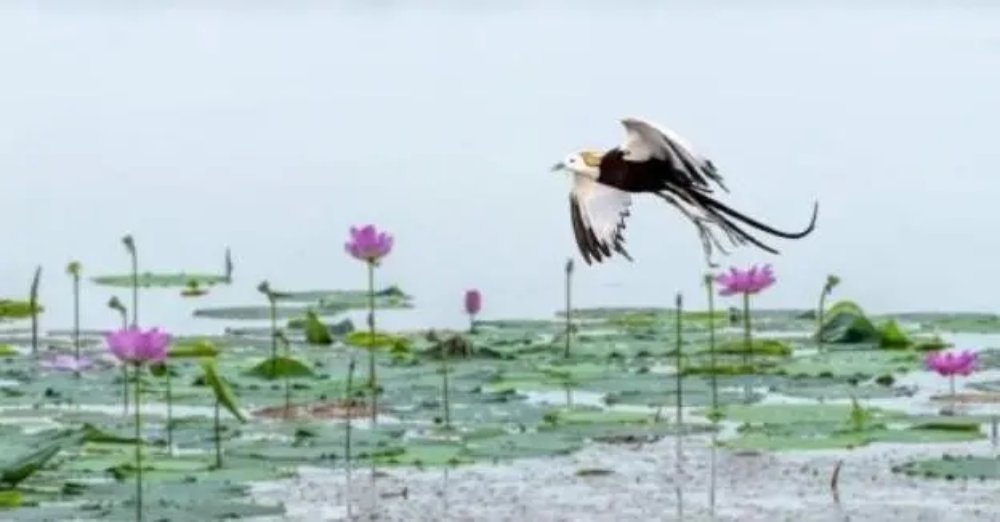 收好这份江夏美景安利，肯定有你想去的