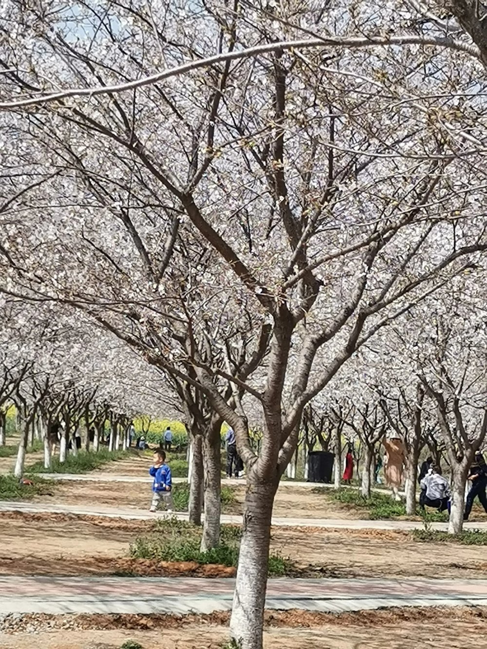 2023年武汉市江夏区安山街首届青春樱花节