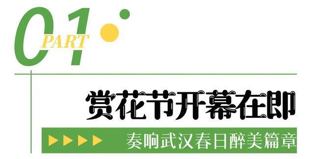 即将开幕！追风到江夏，只为这朵花……