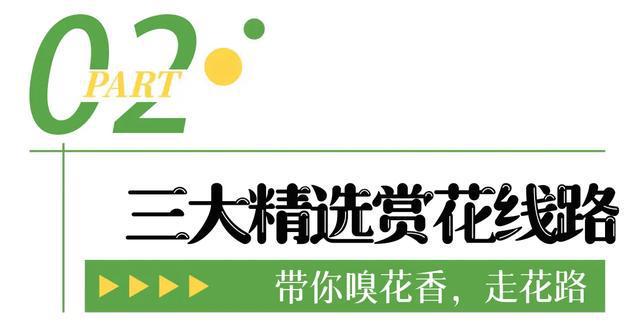 即将开幕！追风到江夏，只为这朵花……