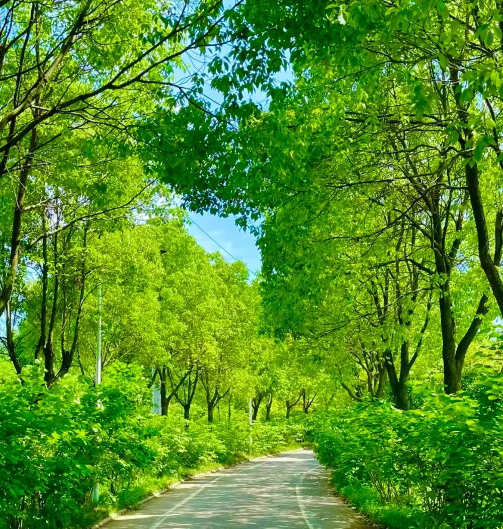 在武汉江夏区有一个露营烧烤的好地方