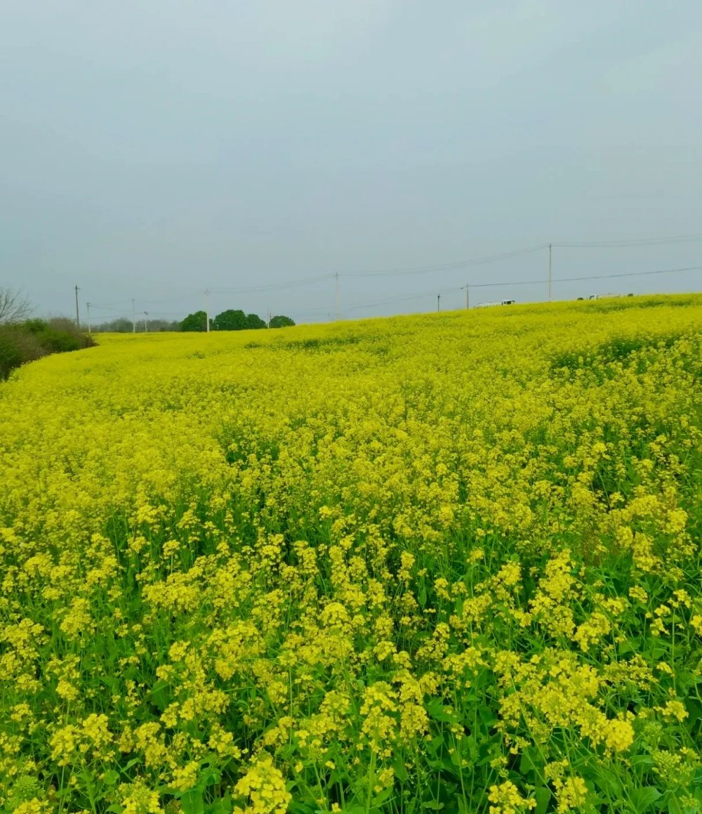 在武汉隐藏着小众油菜花秘地，这里花开成海