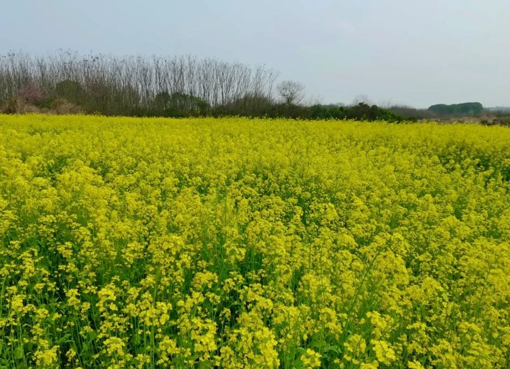 在武汉隐藏着小众油菜花秘地，这里花开成海