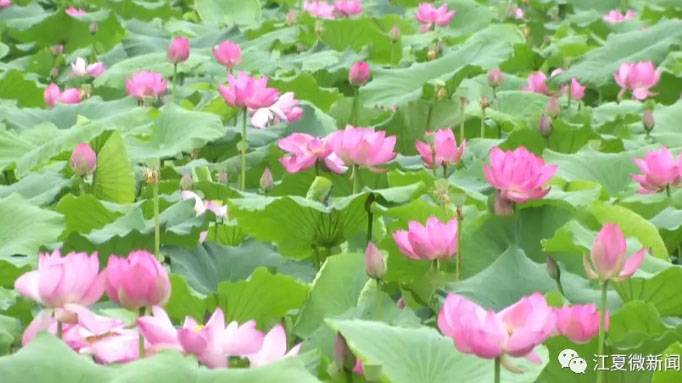 观鸟、赏荷，江夏这一湿地风景美如画！