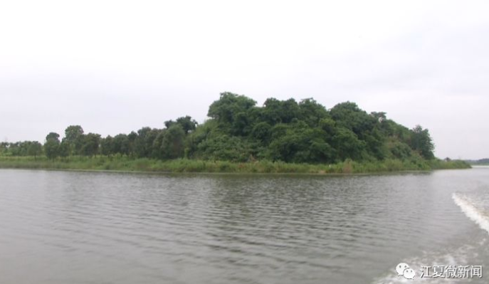 观鸟、赏荷，江夏这一湿地风景美如画！