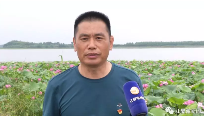 观鸟、赏荷，江夏这一湿地风景美如画！