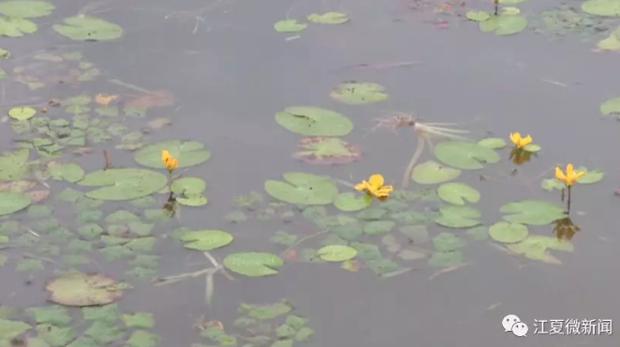 观鸟、赏荷，江夏这一湿地风景美如画！