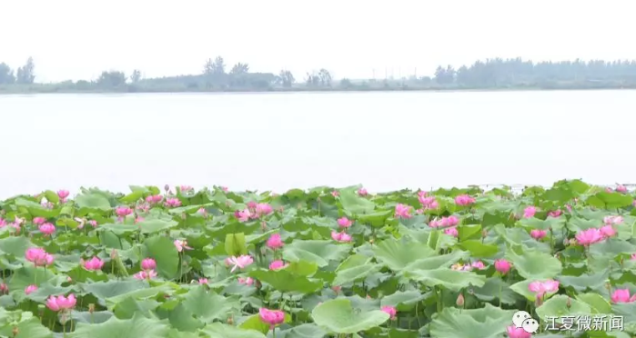 观鸟、赏荷，江夏这一湿地风景美如画！