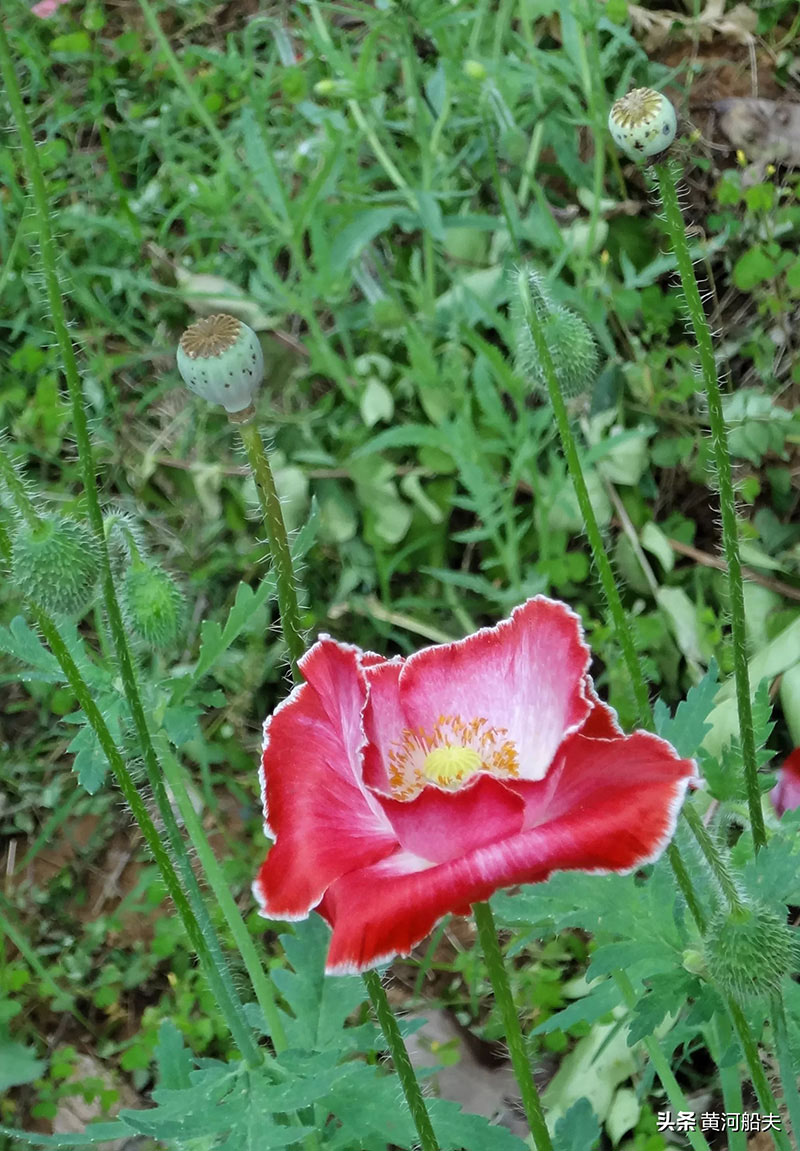 江夏谭鑫培公园印象