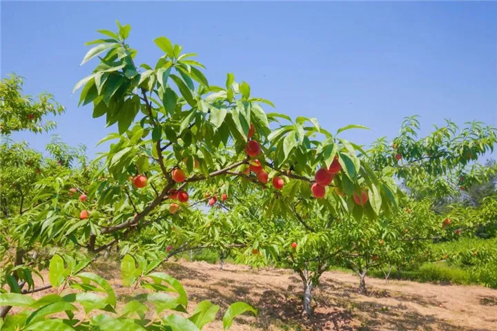 桃子成熟季，到江夏枫香雲堡，40多亩桃林，尽情采摘，清甜似初恋～