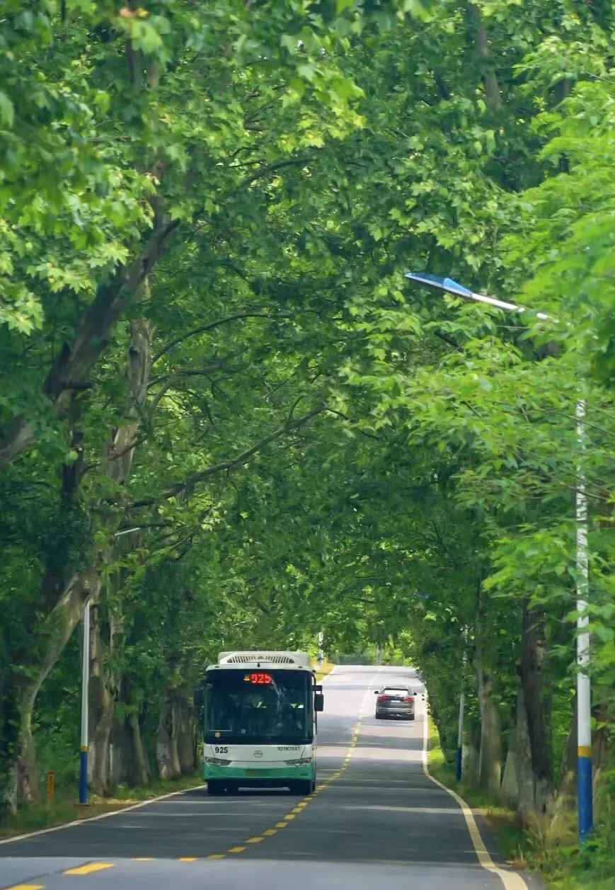 武汉最美公交线路－江夏五里界五大路925，穿过繁花盛开的田野、随风摇曳的麦田