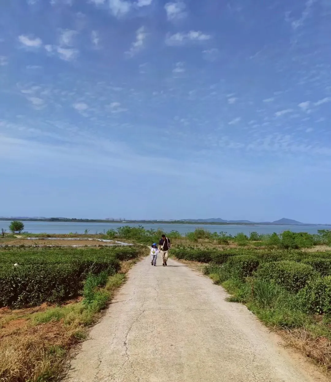 武汉最美公交线路－江夏五里界五大路925，穿过繁花盛开的田野、随风摇曳的麦田