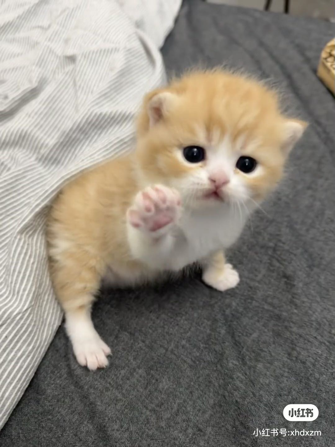 可爱的猫猫 这种多少钱一只